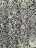 Feeding damage on small seedlings.