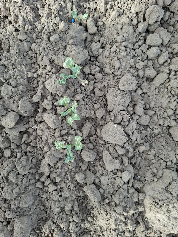 Feeding damage on small seedlings.