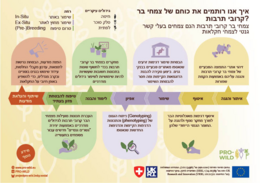 PRO-WILD Infographic explaining the project activities in Hebrew.