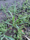 Young wheat plant out in the field.