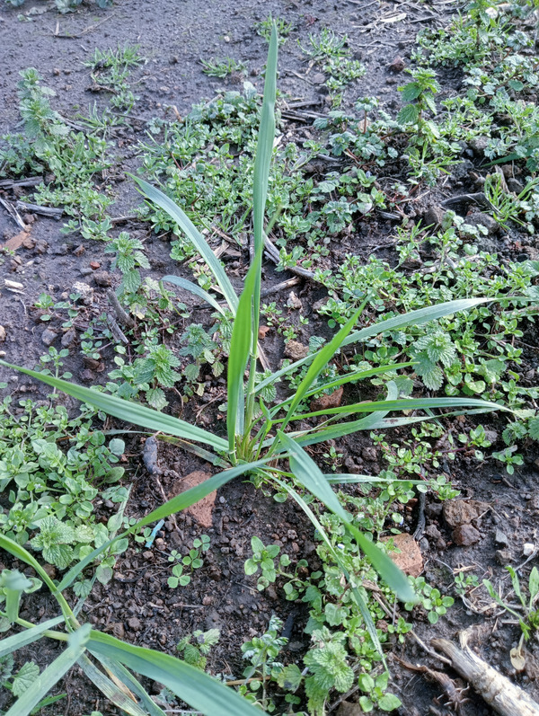 Young wheat plant out in the field.