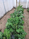Brassica plants in the greenhouse.