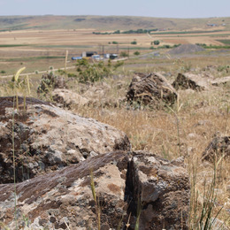 Dry, rocky landscape with wild wheat relatives in focus.