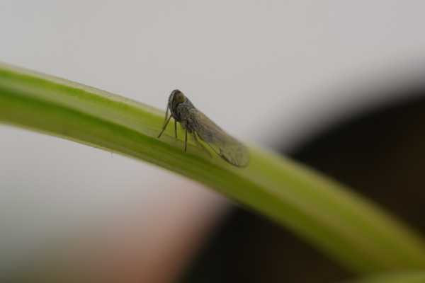 Insect on a green stalk.