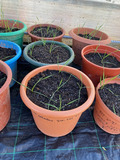 Several pots with soil, each with four or more young wheat seedlings.