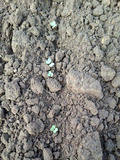 Detailed view of seedlings in a field.