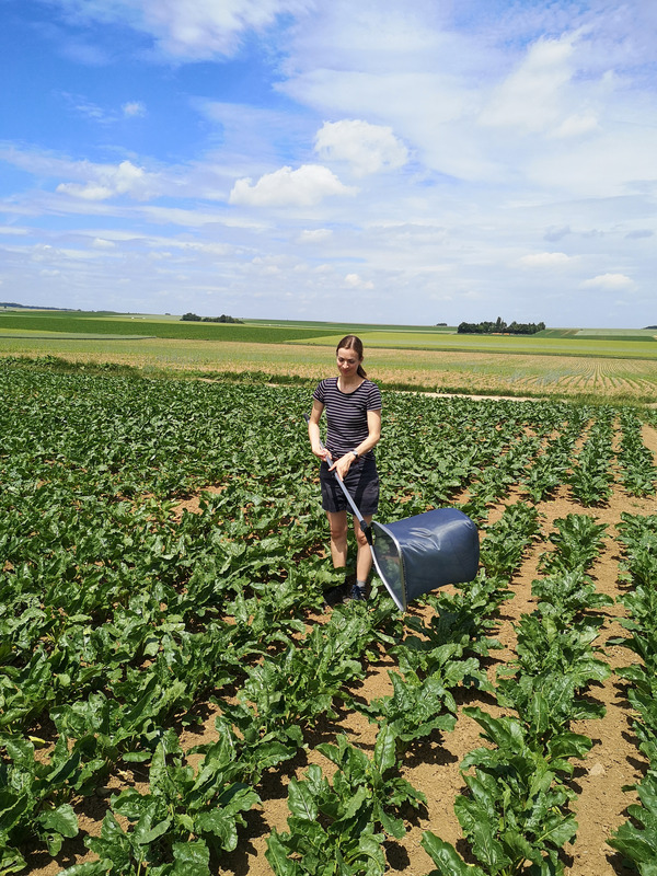 Woman in a sugar beet field holding a butterfly net.