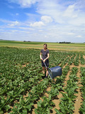 Woman in a sugar beet field holding a butterfly net.