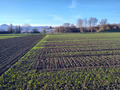 Field with emerging wheat plants under blue sky.