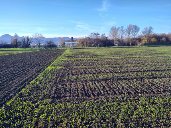 Field with emerging wheat plants under blue sky.