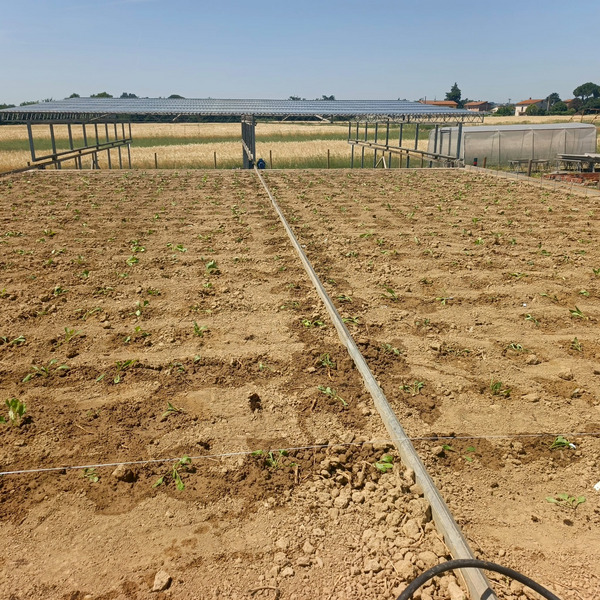 Dry field with a rainshelter structure in the background.