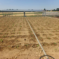 Dry field with a rainshelter structure in the background.