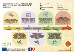 Infographic in French, explaining the project activities.