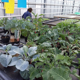 Different Brassica plants growing in the glasshouse.