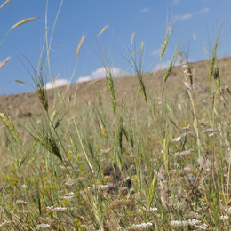 Meadow with Triticum dicoccoides in the focus.