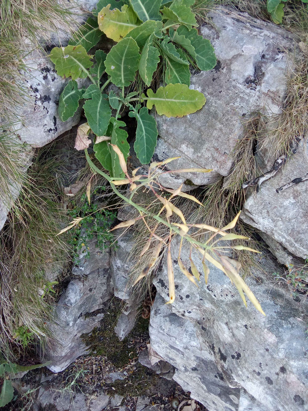 Beta insularis growing on a rocky surface.