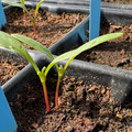 Beta Plant in early growth stage in a planting tray.