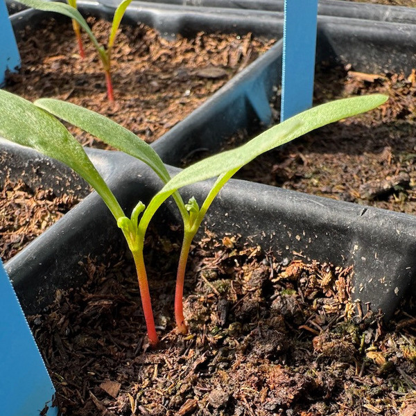 Beta Plant in early growth stage in a planting tray.