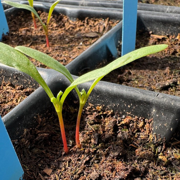 Beta Plant in early growth stage in a planting tray.
