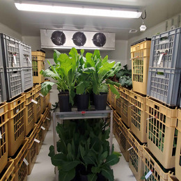 Brassica plants in a climate chamber for vernalisation.