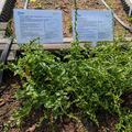 Beta wild relatives in development.