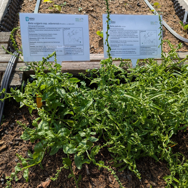 Beta wild relatives in development.