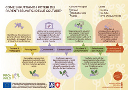 PRO-WILD Infographic, explaining the project activities in Italian.