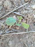 Close view of a Brassica plant with feeding damage.