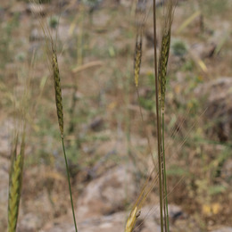 Triticum boeoticum on a rocky ground.