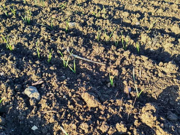 Close up of emerging wheat plants in the field.
