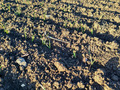 Close up of emerging wheat plants in the field.