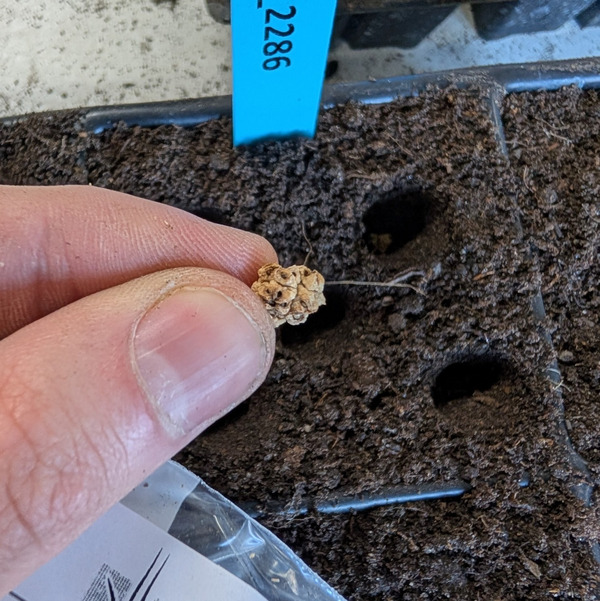 Hand holding a Beta seed above a prepared planting tray.