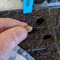 Hand holding a Beta seed above a prepared planting tray.