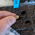 Hand holding a Beta seed above a prepared planting tray.