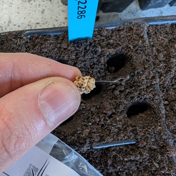 Hand holding a Beta seed above a prepared planting tray.