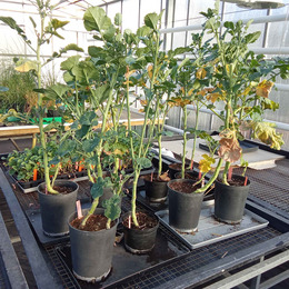 Brassica plants in the greenhouse.