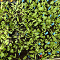 Tray with many young Beta plants.
