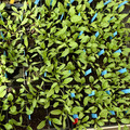 Tray with many young Beta plants.