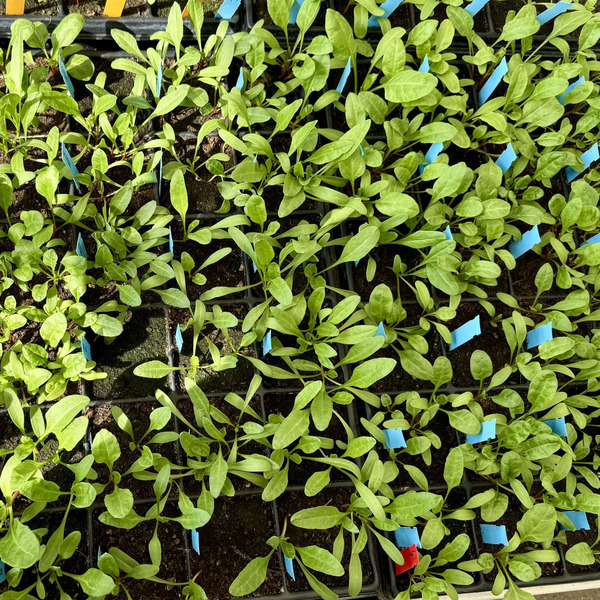 Tray with many young Beta plants.