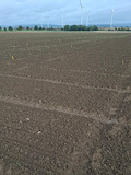 Field with small seedlings.