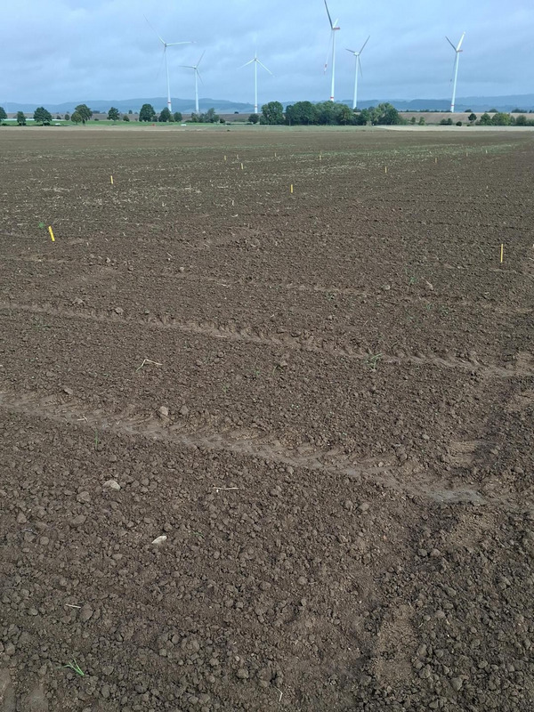 Field with small seedlings.