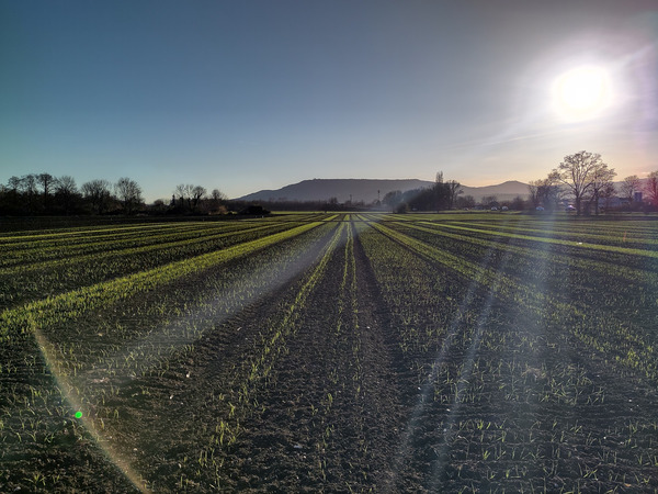 Field with emerging wheat plants under blue sky.