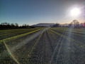 Field with emerging wheat plants under blue sky.