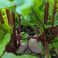 Cultivated beetroot (Beta vulgaris) in active growth.