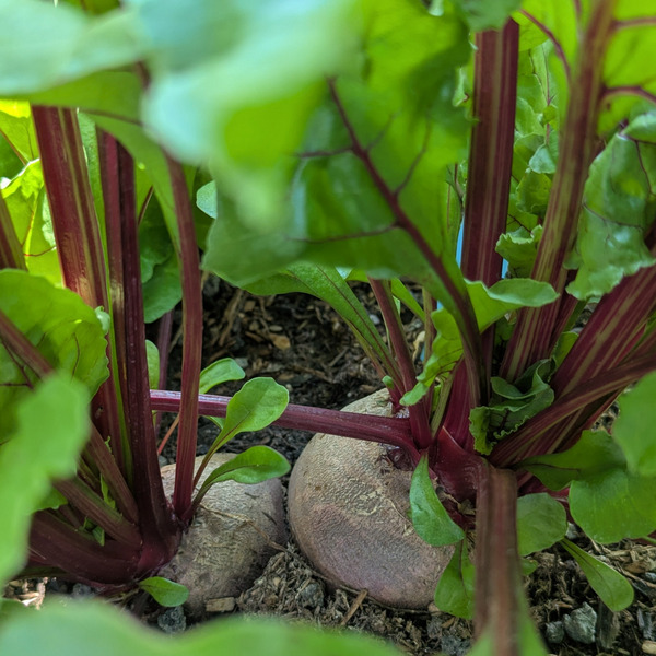 Cultivated beetroot (Beta vulgaris) in active growth.
