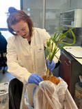 Woman in a lab coat holding a plant with its roots. 