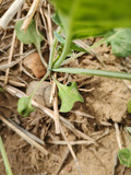 Cabbage stem flea beetle on a Brassica plant.