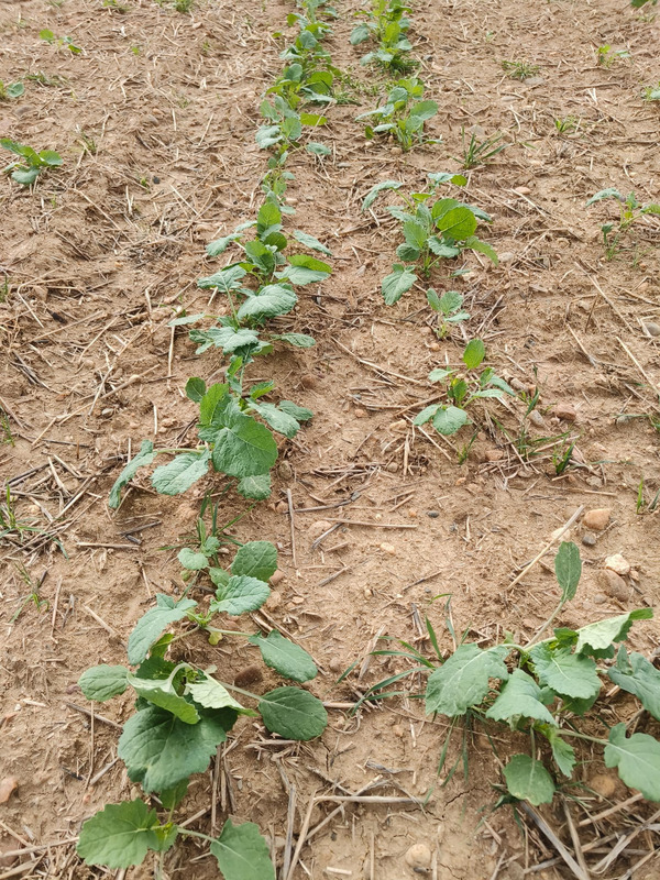 Small Brassica plants on a field.