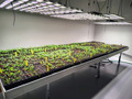 Large table with seedlings in a cold room.