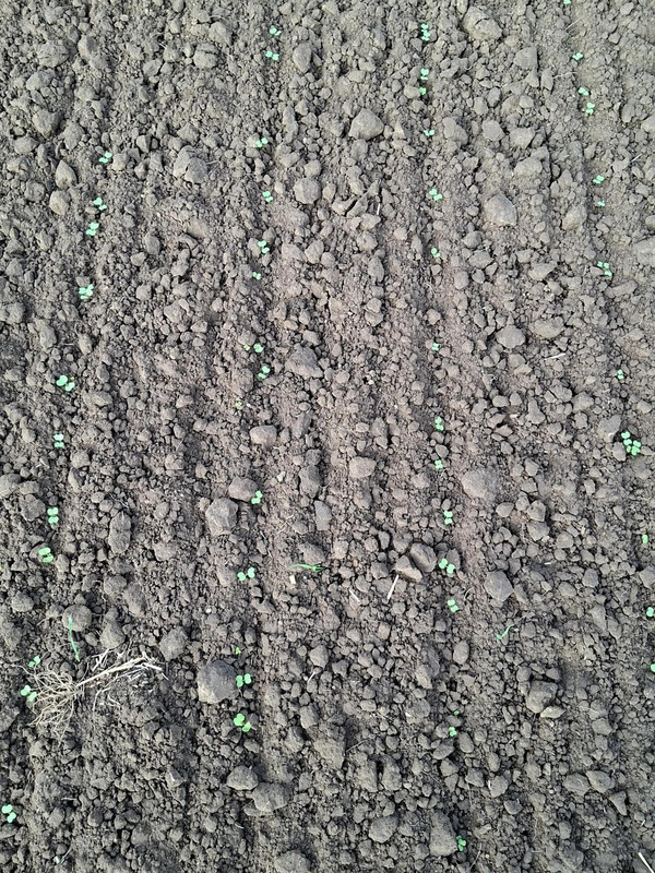 Close view of emerging seedlings in rows.
